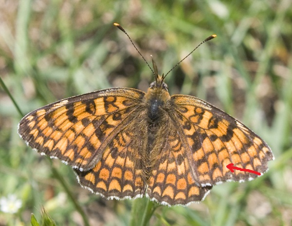 Melitaea phoebe o atalia?